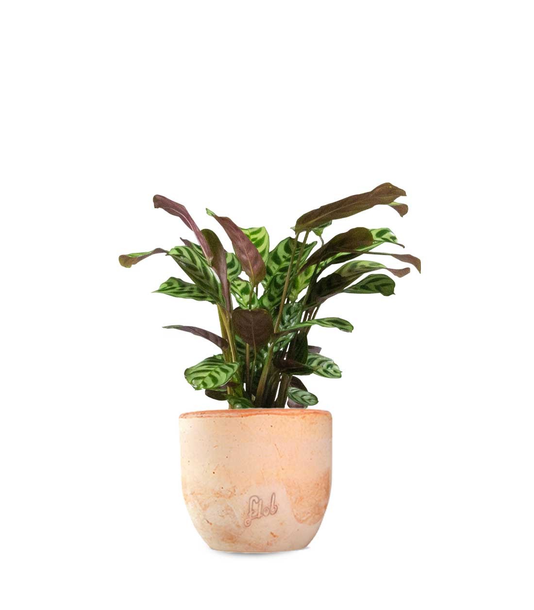 Calathea | Calathea makoyana o maranta 