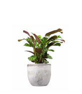 Calathea | Calathea makoyana o maranta 
