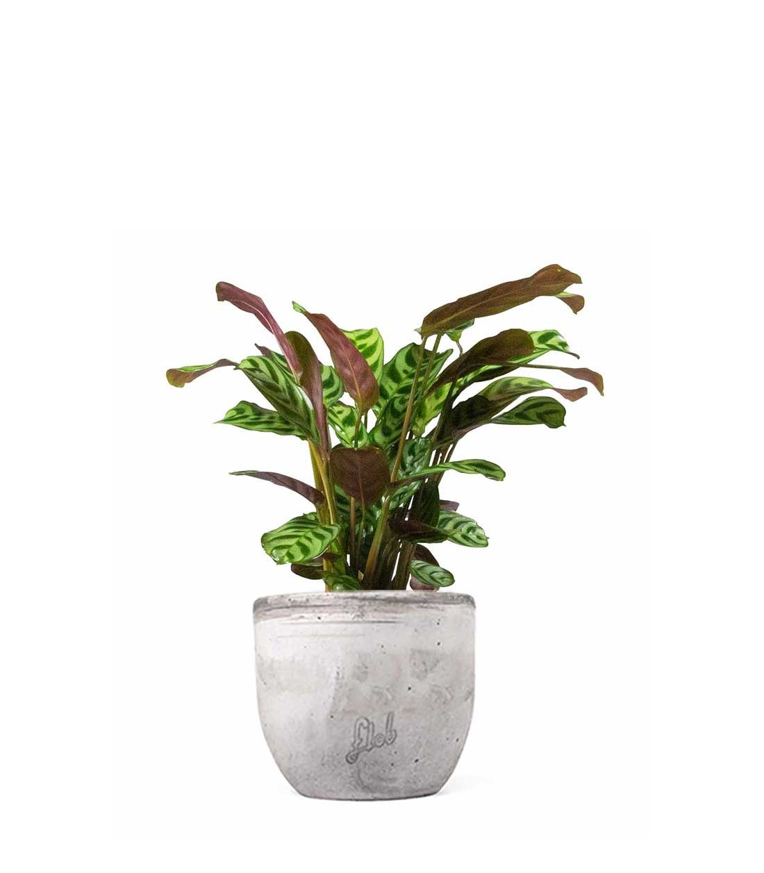 Calathea | Calathea makoyana o maranta 