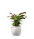 Calathea | Calathea makoyana o maranta 