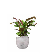 Calathea | Calathea makoyana o maranta 