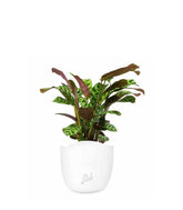 Calathea | Calathea makoyana o maranta 