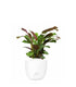 Calathea | Calathea makoyana o maranta 