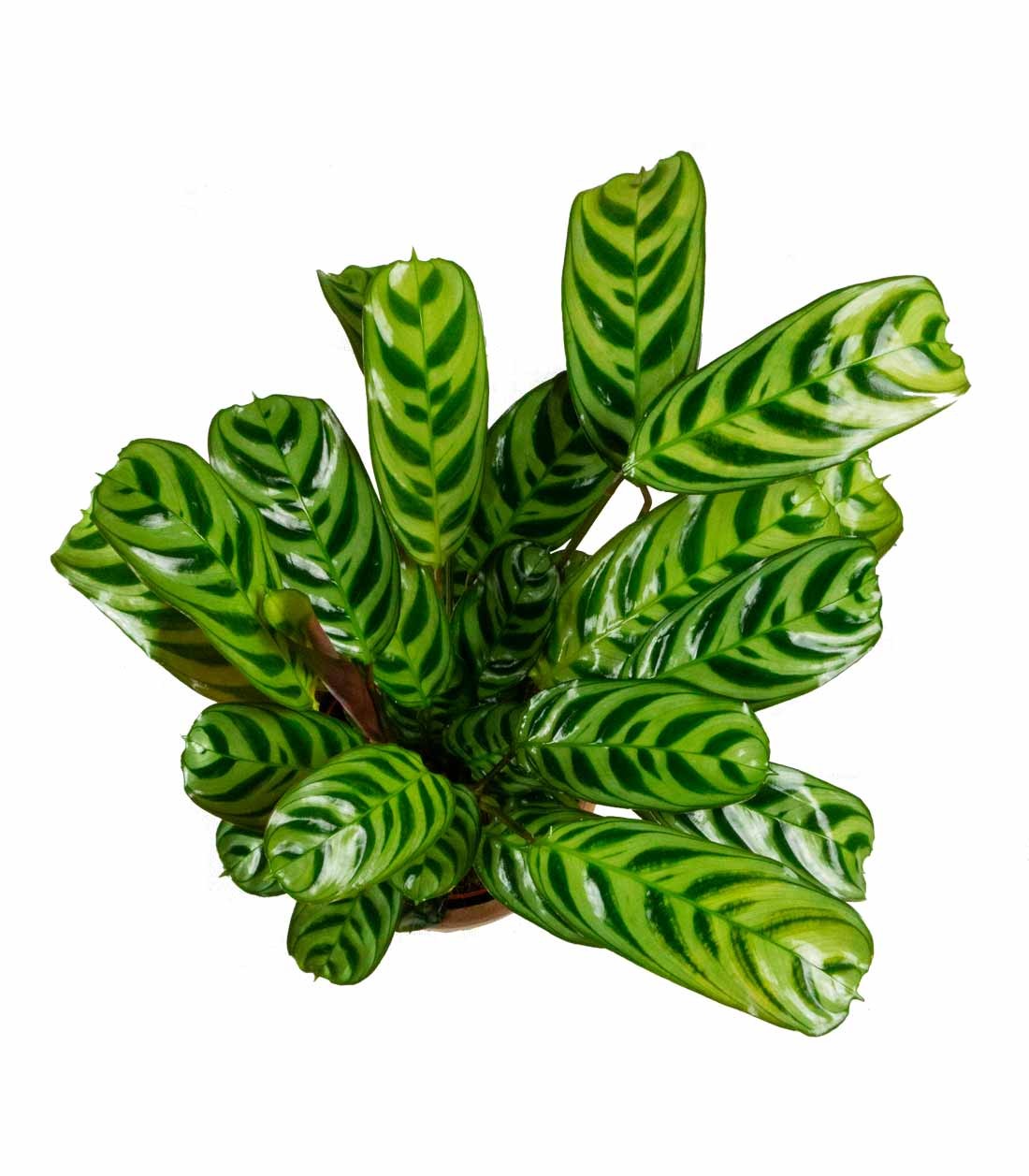 Calathea | Calathea makoyana o maranta 