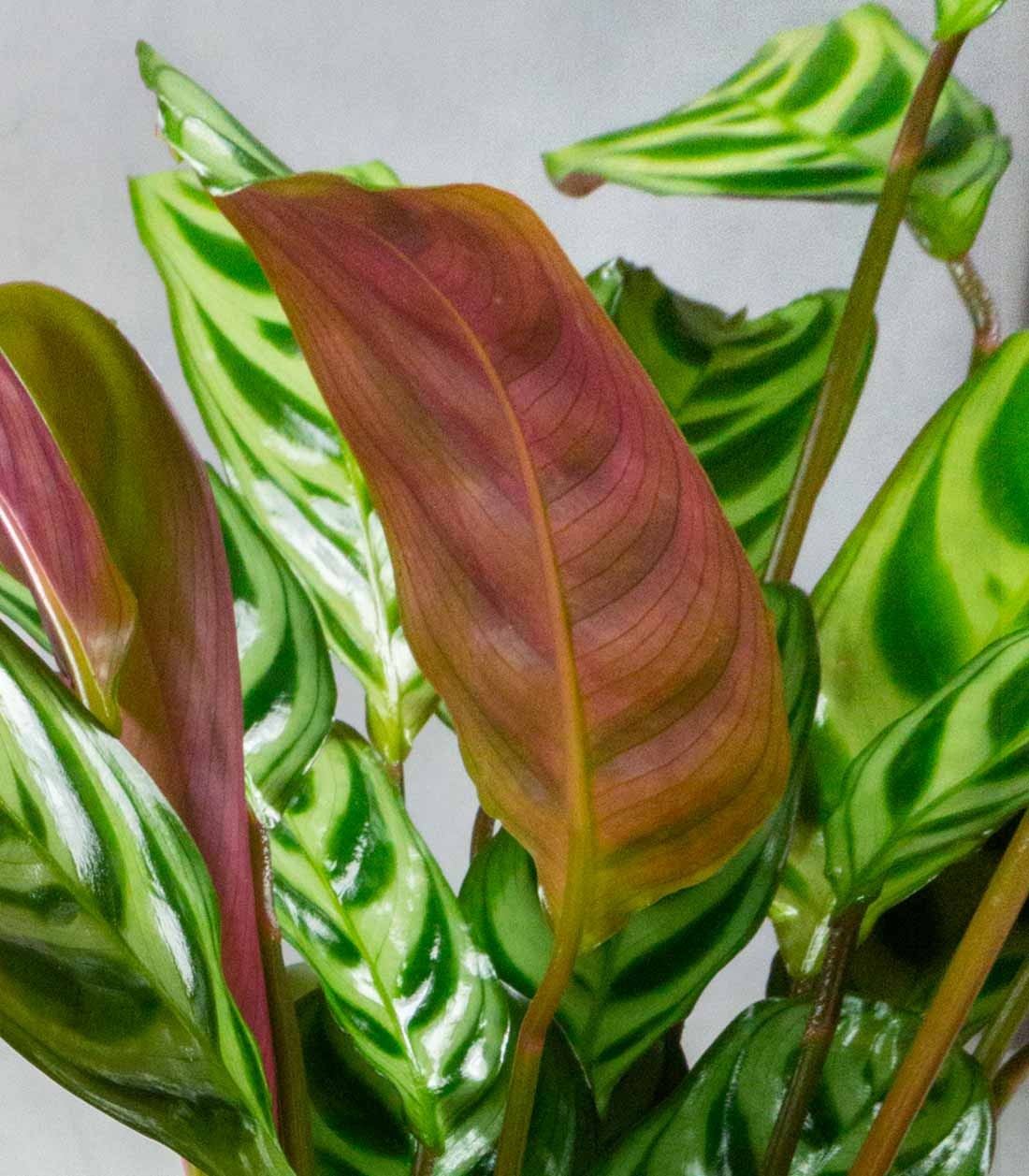 Calathea | Calathea makoyana o maranta 