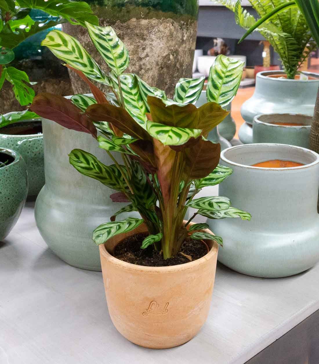 Calathea | Calathea makoyana o maranta 