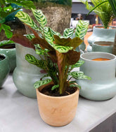 Calathea | Calathea makoyana o maranta 