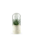 Aloe in capsula