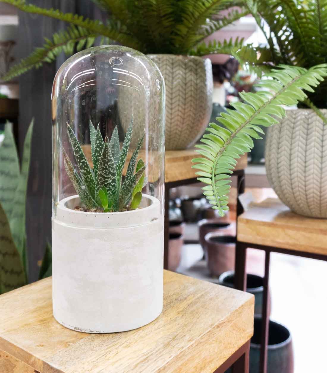 Aloe in capsula