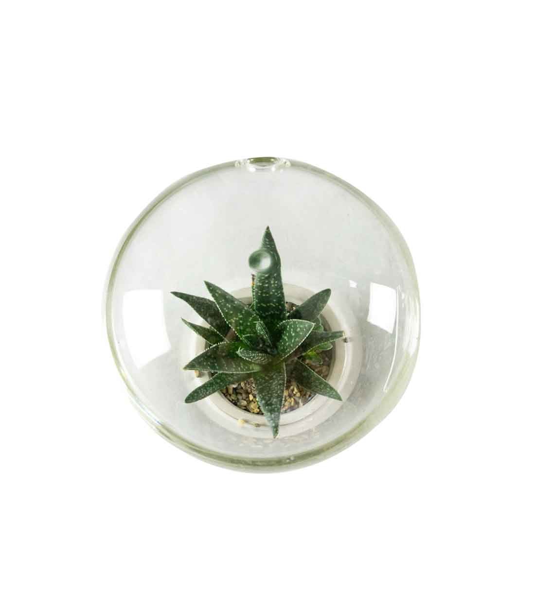 Aloe in capsula