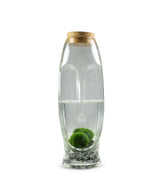 Marimo con vaso di vetro di design