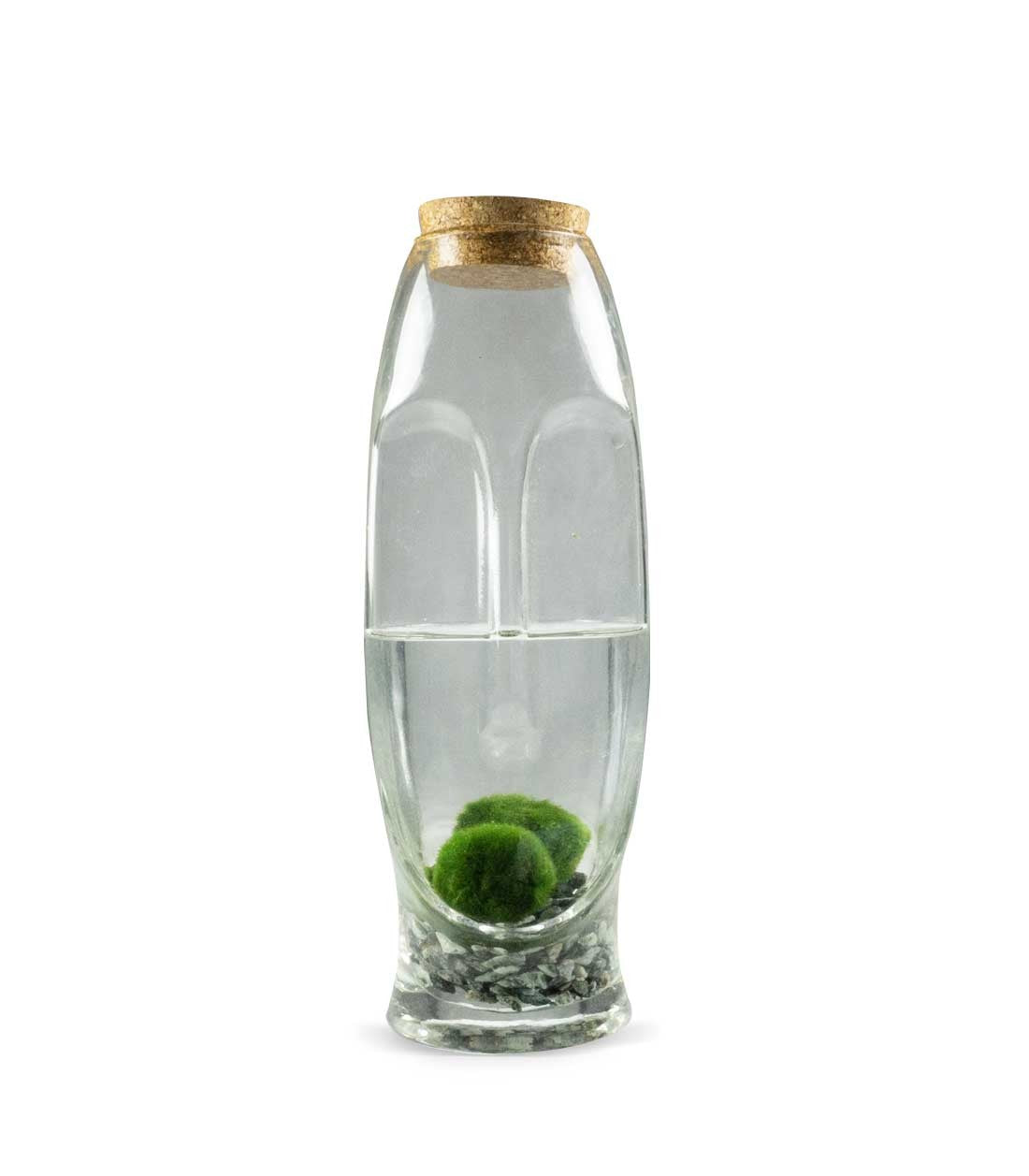 Marimo con vaso di vetro di design