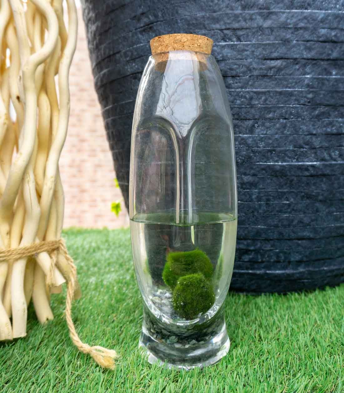 Marimo con vaso di vetro di design