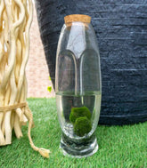 Marimo con vaso di vetro di design