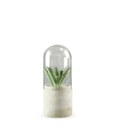 Succulente in capsula