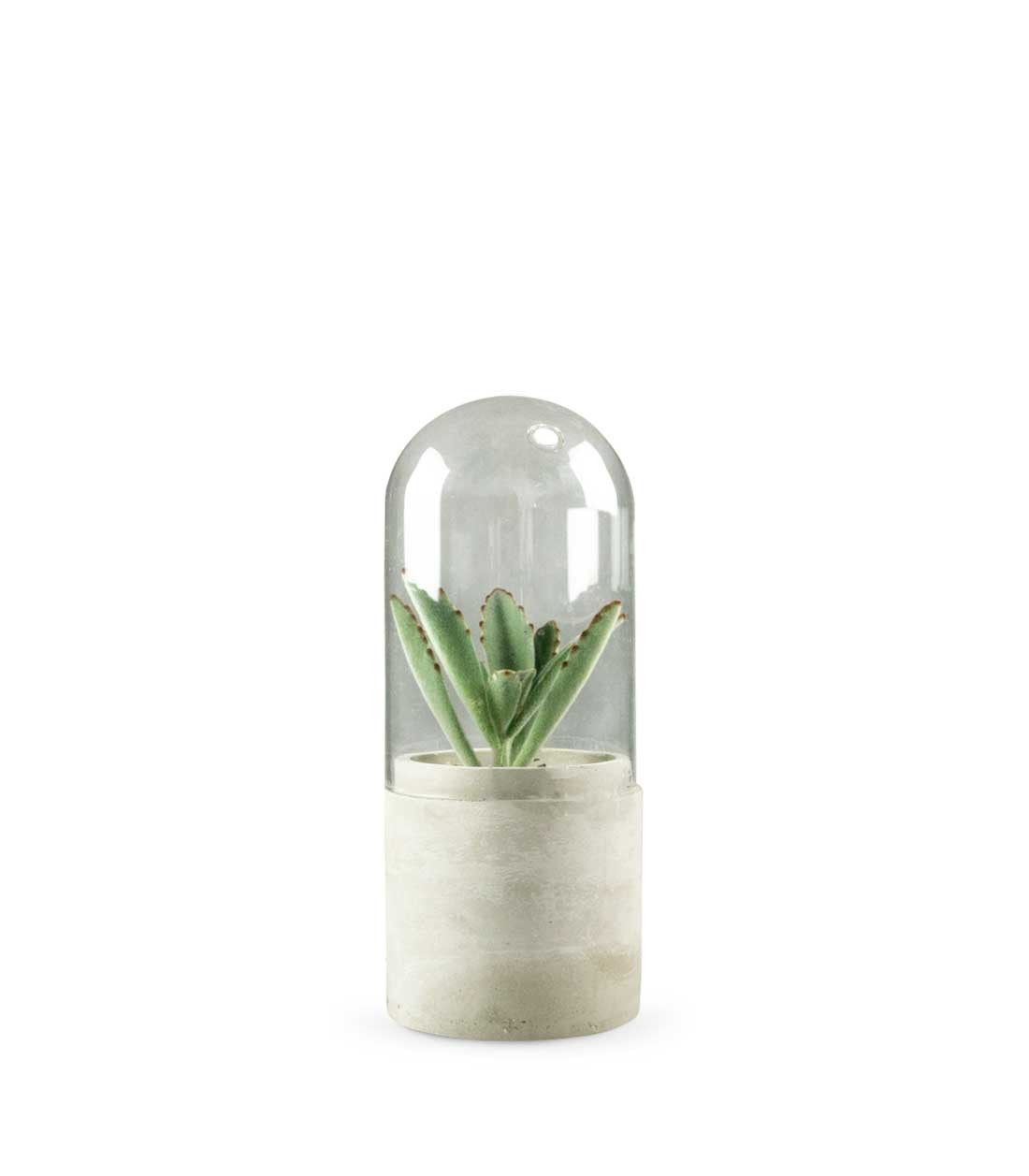 Succulente in capsula