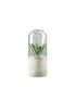 Succulente in capsula