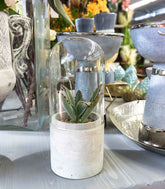 Succulente in capsula