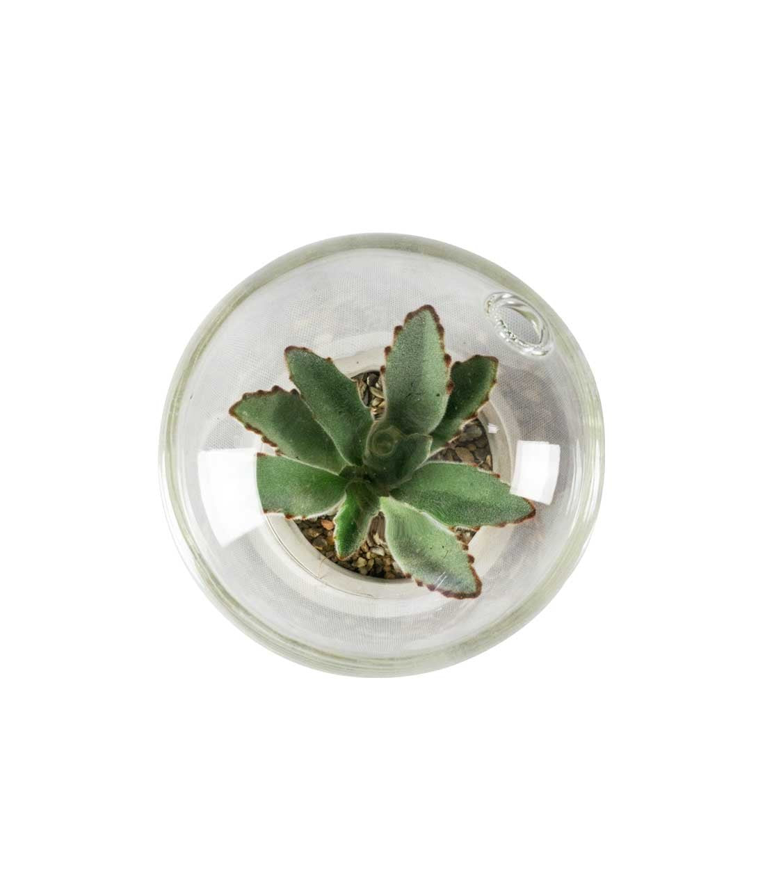 Succulente in capsula