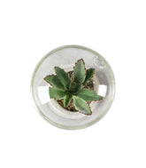 Succulente in capsula