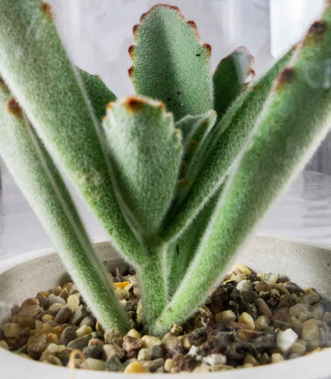 Succulente in capsula