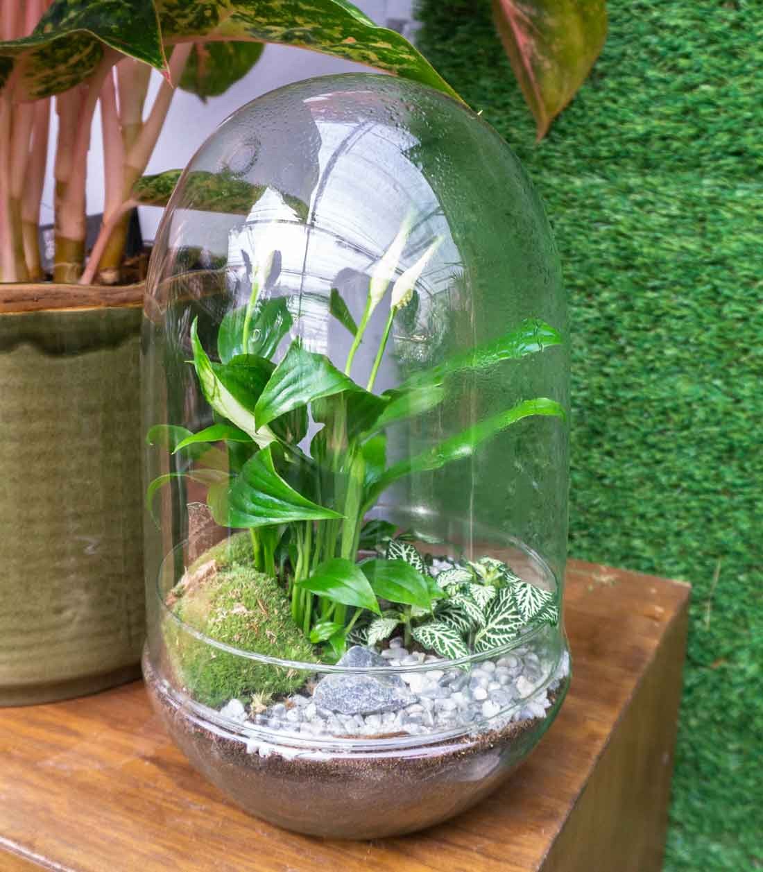 Spatifillo in terrario 