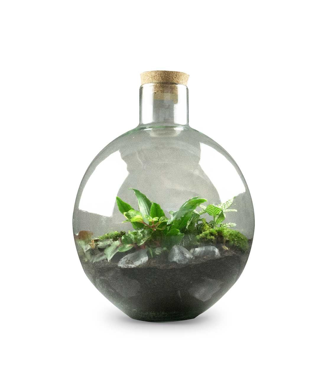 Terrarium mix piante verdi