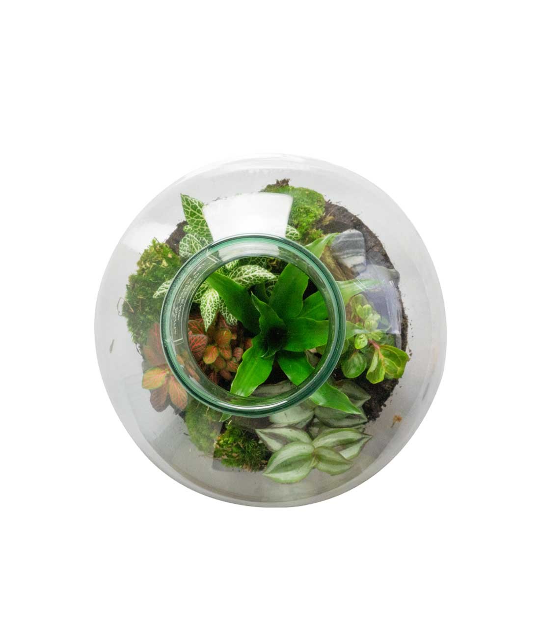 Terrarium mix piante verdi