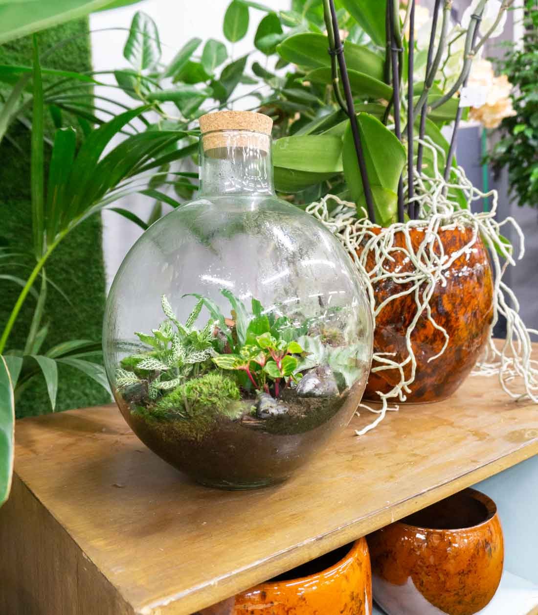 Terrarium mix piante verdi