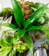 Terrarium mix piante verdi
