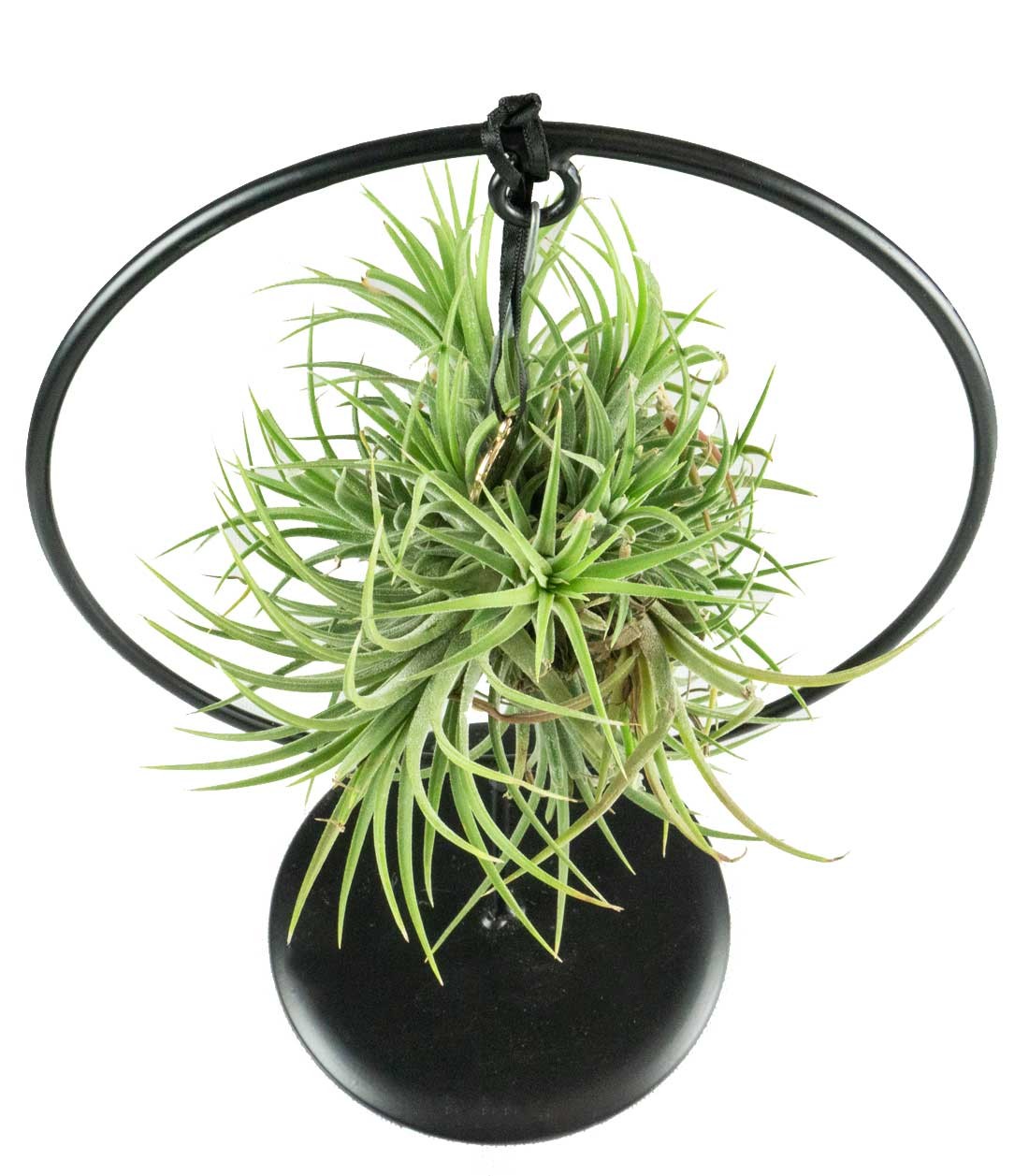 Tillandsia con supporto in ferro circolare