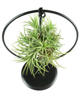 Tillandsia con supporto in ferro circolare
