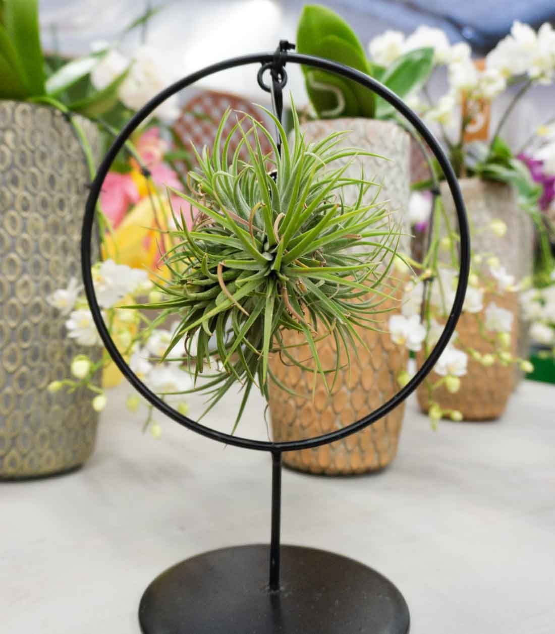 Tillandsia con supporto in ferro circolare
