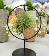 Tillandsia con supporto in ferro circolare