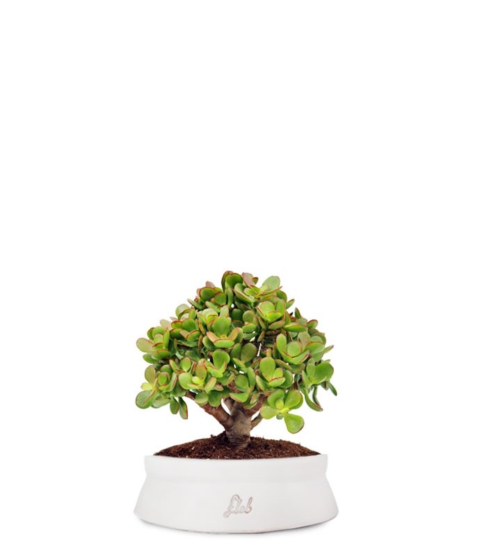 Crassula Ovata Bonsai