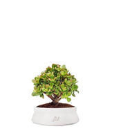 Crassula Ovata Bonsai