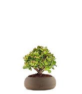 Crassula Ovata Bonsai