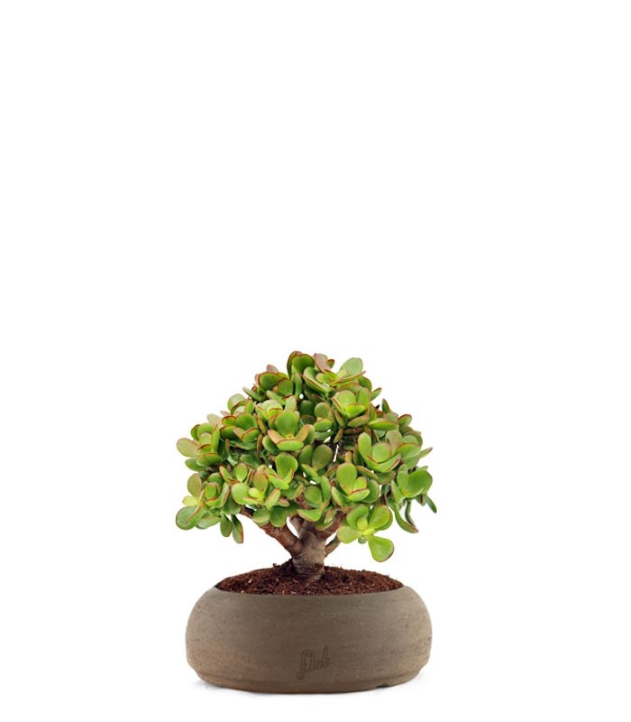 Crassula Ovata Bonsai