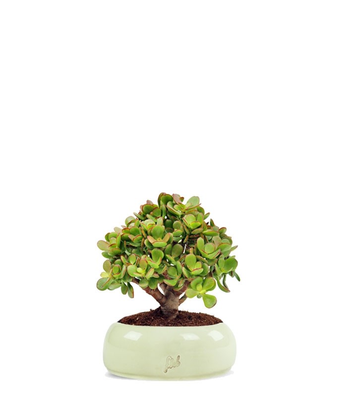 Crassula Ovata Bonsai