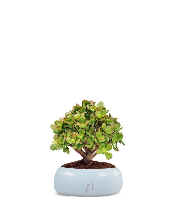 Crassula Ovata Bonsai