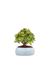 Crassula Ovata Bonsai