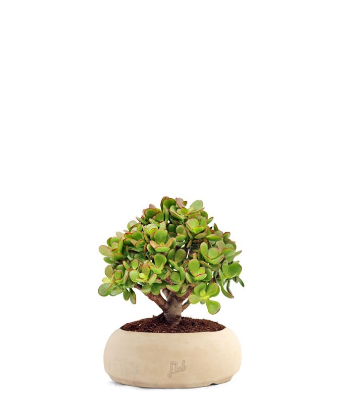 Crassula Ovata Bonsai