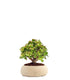 Crassula Ovata Bonsai