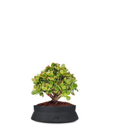 Crassula Ovata Bonsai