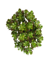 Crassula Ovata Bonsai