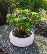 Crassula Ovata Bonsai