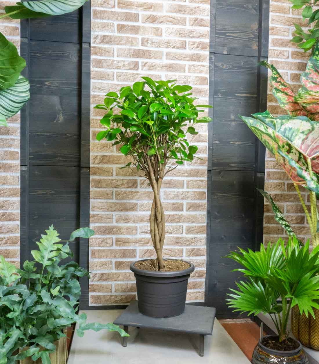 Ficus benjamin intrecciato alto