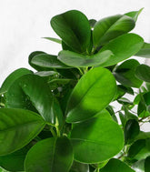 Ficus benjamin intrecciato alto