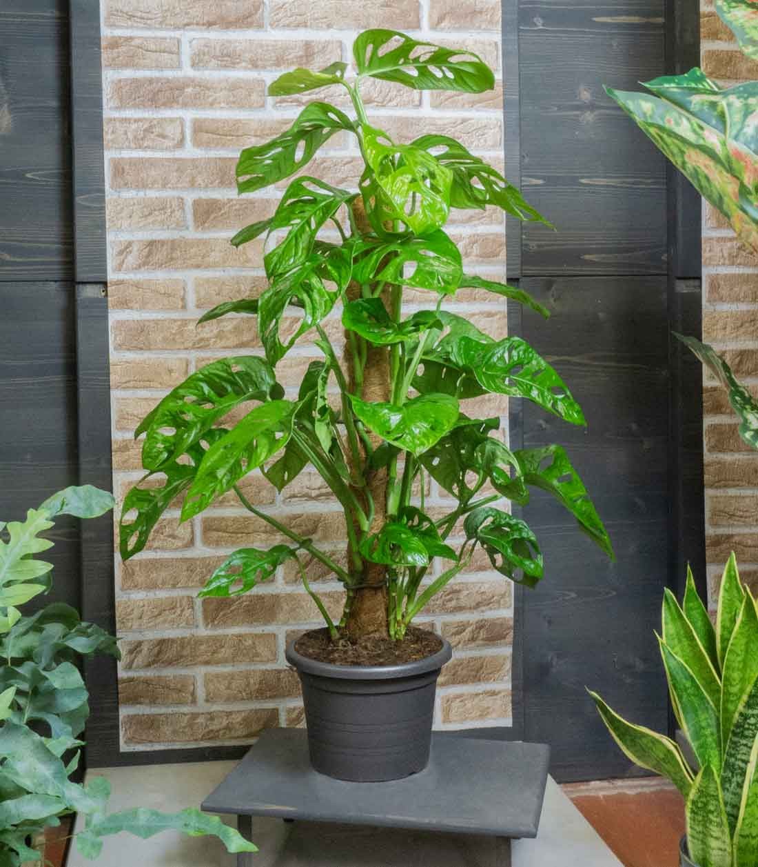 Filodendro Monstera Adansonii Palo