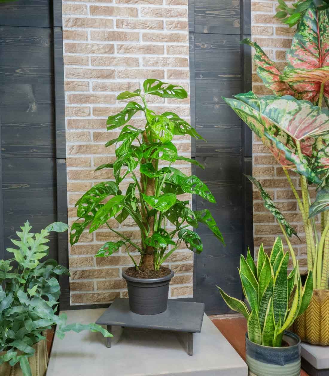 Filodendro Monstera Adansonii Palo